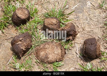 Elefantendung im Vordergrund mit entwurzelten Palme im Hintergrund. Elefanten entwurzeln Palmen um die zarten Wurzeln zu essen. Stockfoto