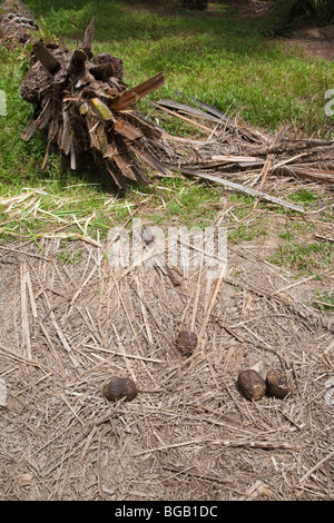 Elefantendung im Vordergrund mit entwurzelten Palme im Hintergrund. Elefanten entwurzeln Palmen um die zarten Wurzeln zu essen. Stockfoto