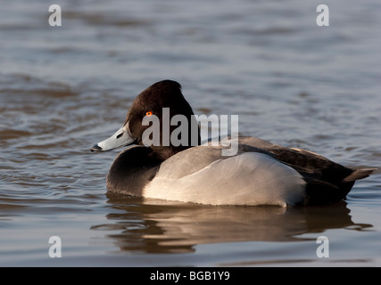 Tafelenten x Reiherenten Hybrid schwimmen in die Ouse wäscht am Welney Stockfoto