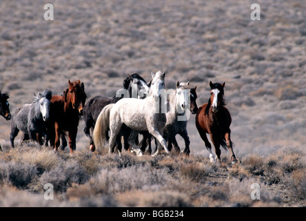 Herde von Wildpferden"ausgeführt, Wüste, Nevada Stockfoto