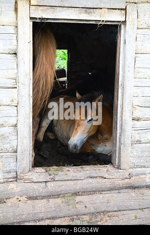 Die Pferde in einem verlassenen Haus. Im Sommer, in Sibirien, viele Mücken. Pferde fliehen vor ihnen versteckt sich in den verlassenen Häusern Stockfoto