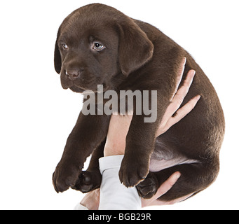 Isolierte Schuss eines Chocolate Labrador Welpen festgehalten Stockfoto