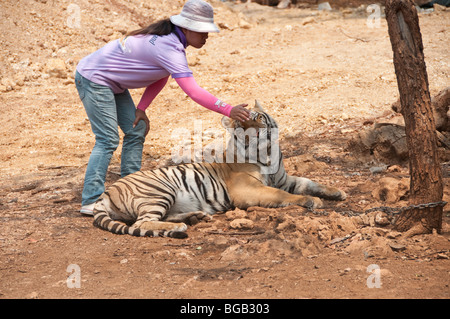 ein Hausmeister streichelt ein Tigerkopf im Tiger-Tempel in Kanchanaburi, thailand Stockfoto