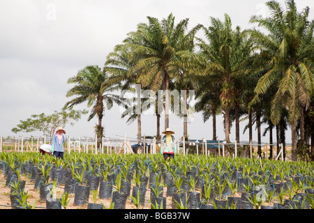 Arbeitnehmerinnen, die tendenziell junge Ölpalmen in der Baumschule mit großen Palmen im Hintergrund. Johor Bahru, Malaysia Stockfoto