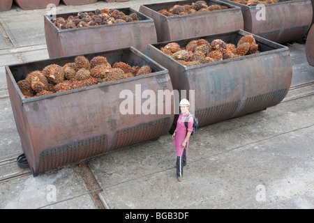 Mid-Adult Woman von riesigen Metallkäfige Ölpalme frisches Obst voller Trauben (FFBs) geben Sie die Mühle aufgereiht sind. Stockfoto