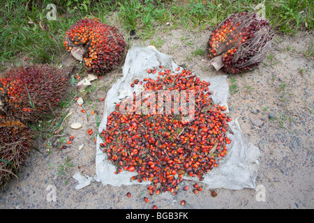 Lose Palm Früchte und intakte Ölpalme frisches Obst Trauben (FFBs) Stockfoto