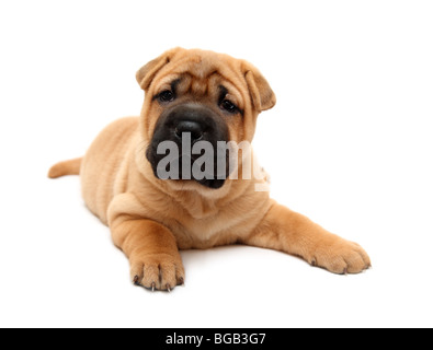 Shar pei Welpen Hund isoliert auf weiss Stockfoto