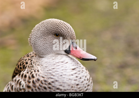 Cape/Petrol Slimbridge Wetlands Centre, Gloucestershire Stockfoto