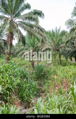 Anliegerstaaten Korridor reich mit Guatemala Rasen. Die Vegetation verhindert Erosion und Wasser Bodenverschmutzung. Stockfoto