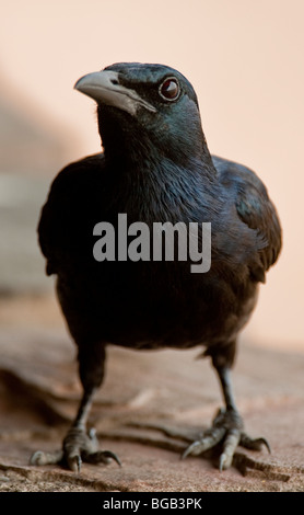 Porträt einer Kap-Krähe im südlichen Afrika. Das Foto wurde im Hwange-Nationalpark Simbabwes. Stockfoto