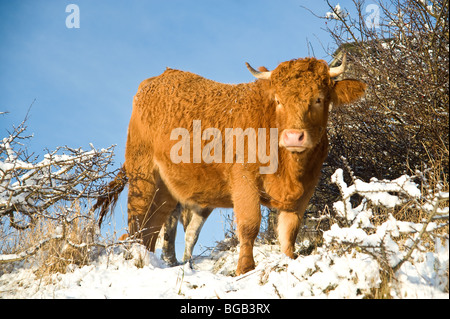 Hochlandrinder Weiden auf Schnee bedeckt Hill Stockfoto