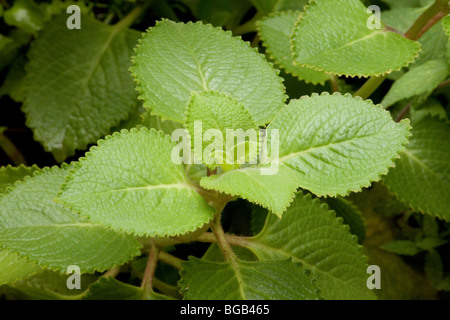 Indischer Borretsch Pflanze Nahaufnahme Stockfoto