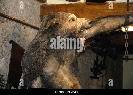 Lebensgroße Statue eines Werwolfs im Museum von Folter in San Gimignano in der Toskana in Italien Stockfoto