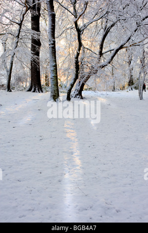 Thorndon Park - starker Schneefall in Essex Wald. Stockfoto