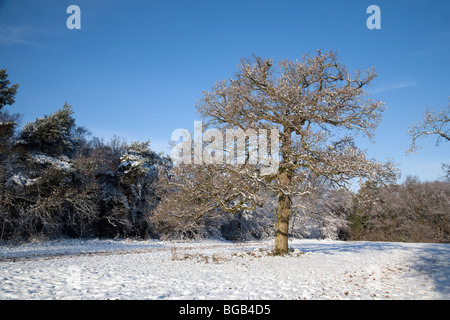 Eine Eiche schneebedeckt in einem Feld, Newmarket, Suffolk, UK Stockfoto