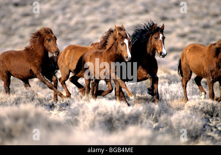 Herde von Wildpferden"ausgeführt, Wüste, Nevada Stockfoto