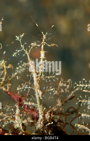 Skeleton Shrimps, Caprella sp. Dieses Tier erscheint, Eiern auf seinen Bauch zu tragen. Stockfoto