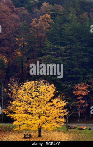 Herbst-Ahorn, Laub und Picknicktisch im Herbst Creek Falls State Park in Tennessee Stockfoto