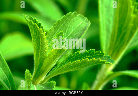 Stevia-Pflanze, natürlicher Süßstoff. Stockfoto