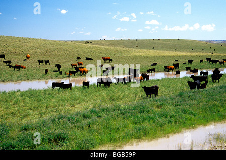 Urbar von Kohle-Tagebau, Rinder grasen auf der grünen Wiese. Stockfoto