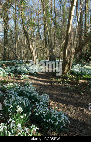 Schneeglöckchen (Galanthus Nivalis) angesammelt wurden in alten Hasel Niederwald in der Nähe von Petworth, West Sussex, UK. Februar. Stockfoto