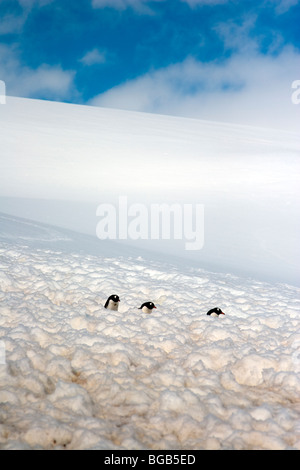 Drei Gentoo Penguins Kopf abwärts aus ihrer Kolonie in Richtung Wasser, bei Neko Harbour, antarktische Halbinsel Stockfoto