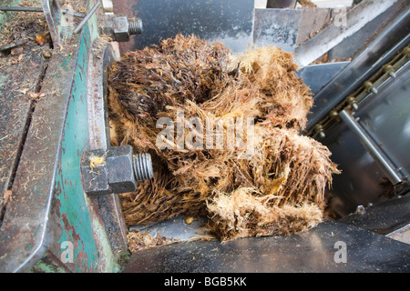 Leeren Fruchtstände (EuBV) Ausgang eine Maschine nach verdrängt für den letzten Tropfen Öl möglich. Stockfoto
