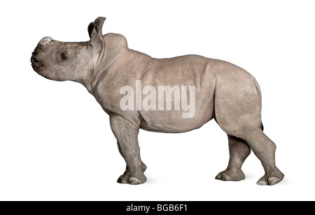 Junge weiße Nashorn oder Square-lippige Rhinoceros, Ceratotherium Simum, 2 Monate alt, vor einem weißen Hintergrund Stockfoto