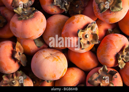 Geerntete "Fuyu" Kaki. Stockfoto