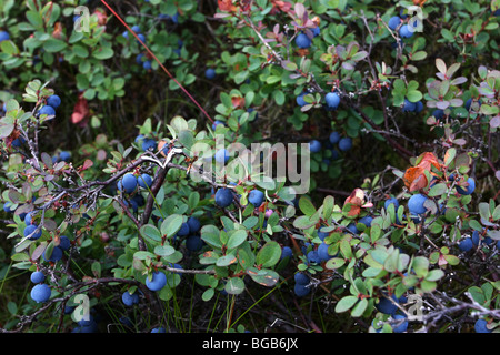 Heidelbeeren wachsen wild auf einem Busch in der Natur hautnah Stockfoto