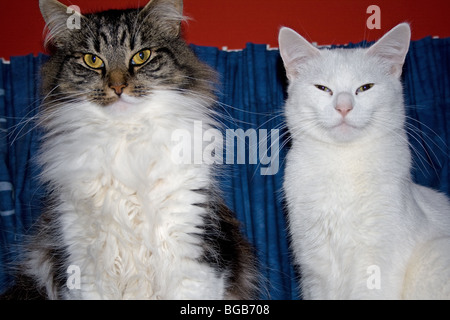 Großen Tabby Katze mit eine kleine weiße Katze Stockfoto