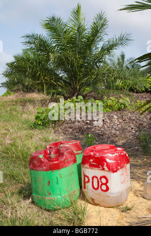 Glyphosat Herbizid versprüht um Palmen, Vegetation entfernt zu halten. Stockfoto