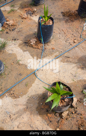 Die Baumschule vor Ort Palmöl verwendet Tröpfchenbewässerung, um Topfpflanzen, einsparen von Wasser und verhindert Erosion zu wässern. Stockfoto