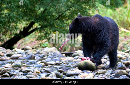 "Eine Alaska Coastal Braunbär säen, einen frisch gefangenen rosa Lachs essen." Stockfoto