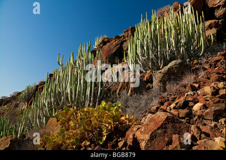 KAKTEEN PFLANZEN, AUF DER INSEL TENERIFFA, KANAREN Stockfoto