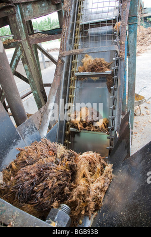 Leeren Fruchtstände (EuBV) Ausgang eine Maschine nach verdrängt für den letzten Tropfen Öl möglich. Stockfoto