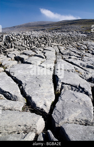 Irland, County Clare, The Burren, Abschnitt von Kalkstein Pflaster mit Grykes, trockene Steinmauer hinter. Stockfoto