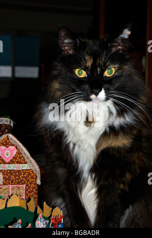 Weit aufgerissenen Augen norwegische Waldkatze sitzen Weihnachten Tischdekoration Stockfoto
