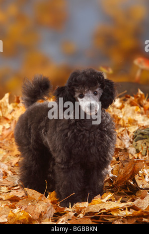 Zwergpudel Welpen, 13 Wochen, Silber / Herbst Laub Stockfoto