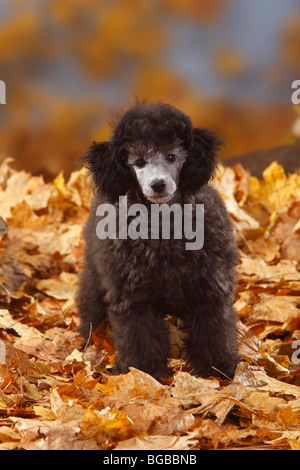 Zwergpudel Welpen, 13 Wochen, Silber / Herbst Laub Stockfoto