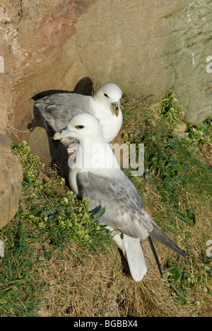 Fulmar (Fulmarus Cyclopoida) paar am Nest. Northumberland, UK. Mai. Stockfoto