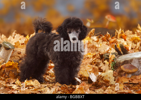 Zwergpudel Welpen, 13 Wochen, Silber / Herbst Laub Stockfoto