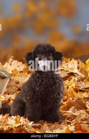 Zwergpudel Welpen, 13 Wochen, Silber / Herbst Laub Stockfoto