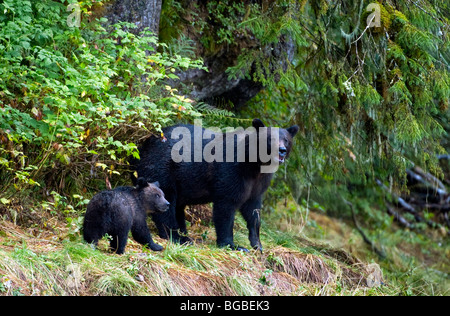 "Eine Alaska Coastal Brown Bear Sau und ihr junges entstehen aus dem Wald." Stockfoto