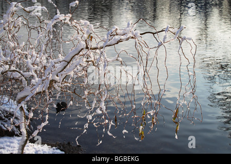 Ein Wasserhuhn gleiten durch einen eisigen See, Crystal Palace Park Stockfoto