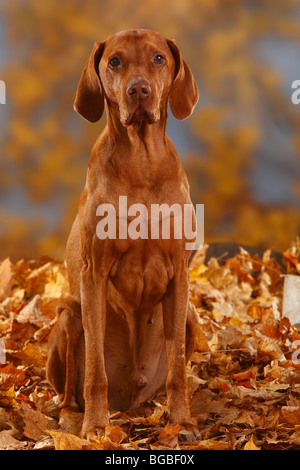 Ungarische Zeiger, 12 Jahre alt / Magyar Vizsla, Herbstlaub Stockfoto