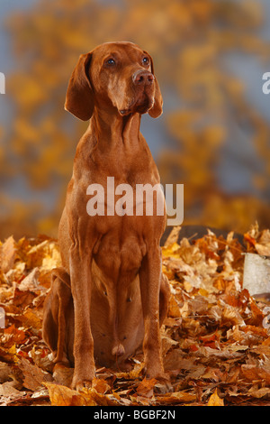 Ungarische Zeiger, 12 Jahre alt / Magyar Vizsla, Herbstlaub Stockfoto