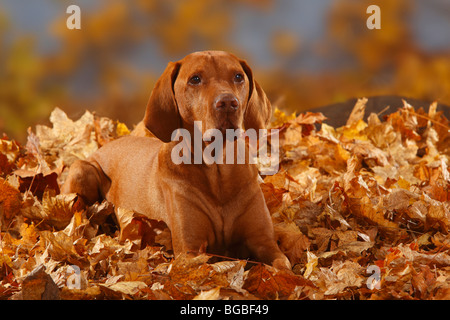 Ungarische Zeiger, 12 Jahre alt / Magyar Vizsla, Herbstlaub Stockfoto