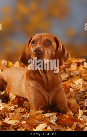 Ungarische Zeiger, 12 Jahre alt / Magyar Vizsla, Herbstlaub Stockfoto