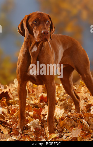 Ungarische Zeiger / Magyar Vizsla, Herbstlaub Stockfoto